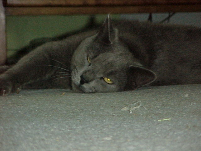hendrixfaceshot.jpg