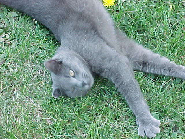 hendrixrollongrass.jpg
