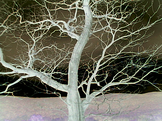 negativetree.jpg